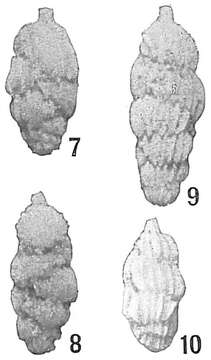 Sivun Uvigerina peregrina Cushman 1923 kuva