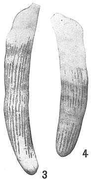 Image of Vaginulina americana Cushman 1923
