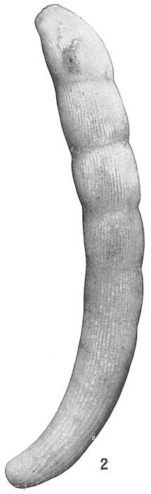 Image of Vaginulina bermudensis Cushman 1923