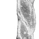 Image of Vaginulina peregrina Cushman 1923