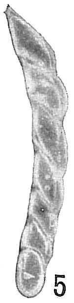 Image of Vaginulina peregrina Cushman 1923