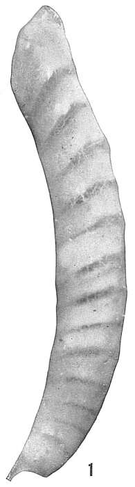 Imagem de Vaginulina spinigera Brady 1881