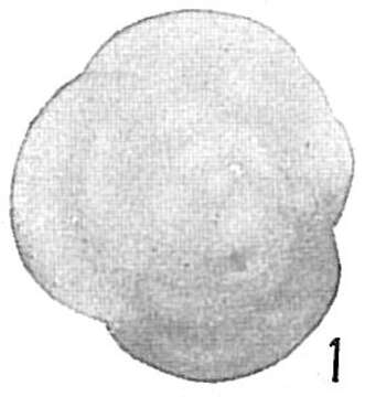 Image of Candeina nitida d'Orbigny 1839