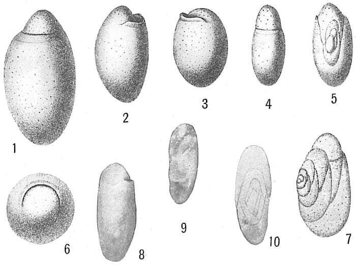 Image of Chilostomellidae