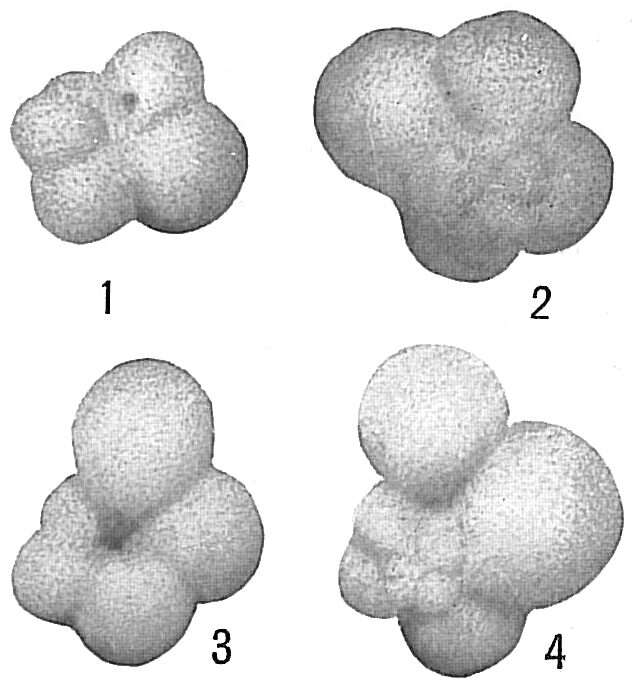 Image de Globigerina bulloides d'Orbigny 1826