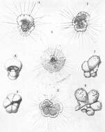 صورة Hastigerina pelagica (d'Orbigny 1839)