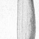 Sivun Articulina mayori Cushman 1922 kuva