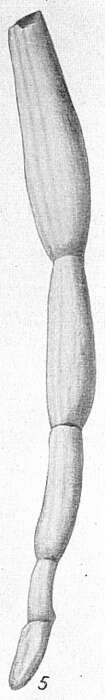 Image of Articulina mayori Cushman 1922
