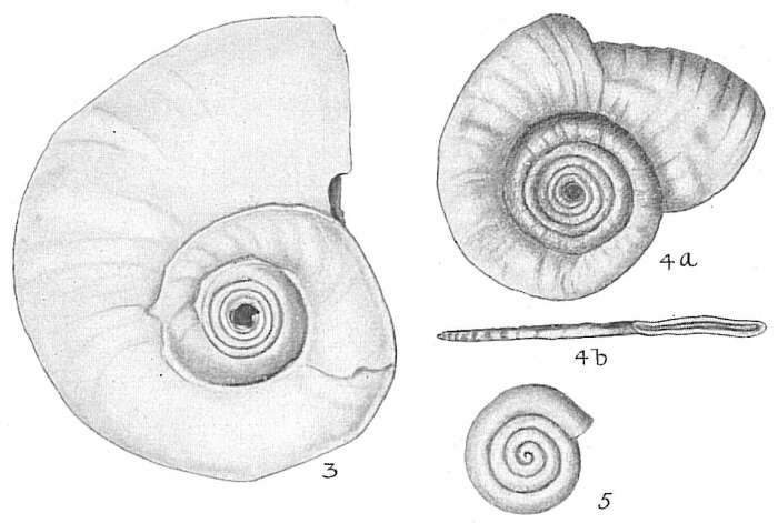 Image of Cornuspira foliacea (Philippi 1844)