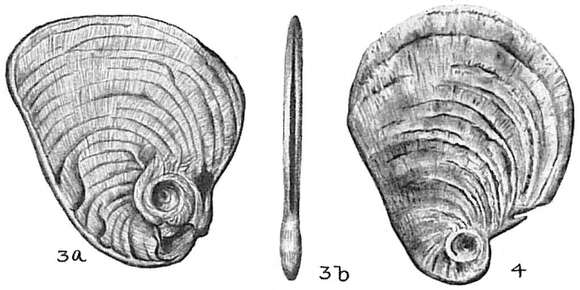 Image of Cornuspiroides striolata (Brady 1882)