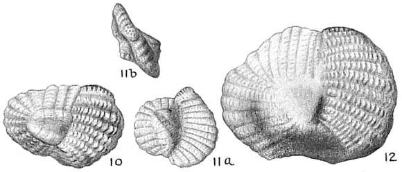 Imagem de Hauerina ornatissima (Karrer 1868)