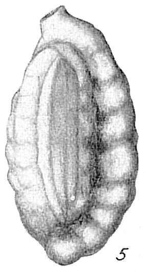 Image of Massilina crenata (Karrer 1868)