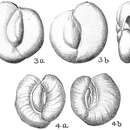 Massilina secans (d'Orbigny 1826) resmi