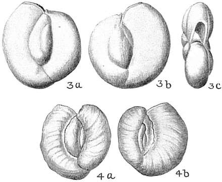 صورة Massilina Schlumberger 1893