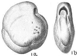 Image de Nummoloculina contraria (d'Orbigny 1846)