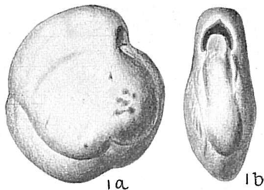 Image de Nummoloculina contraria (d'Orbigny 1846)