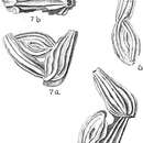 Imagem de Ptychomiliola separans (Brady 1881)