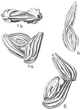 Imagem de Ptychomiliola separans (Brady 1881)