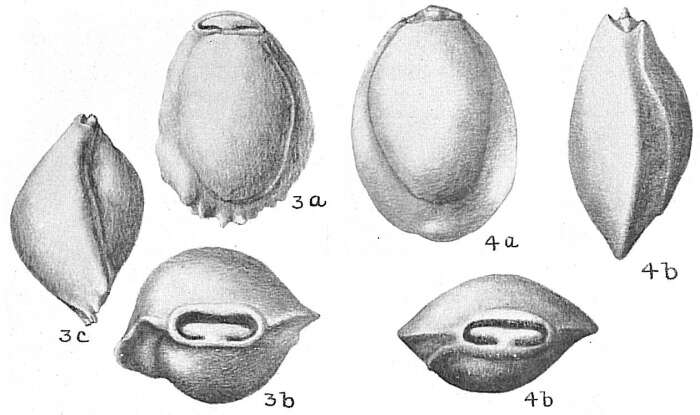 Image of Pyrgo denticulata (Brady 1884)