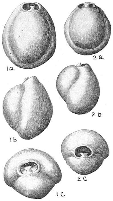 Image of Pyrgo subsphaerica (d'Orbigny 1839)