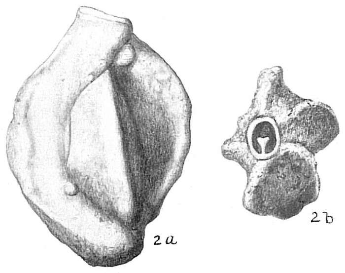 Image of Quinqueloculina bidentata d'Orbigny 1839