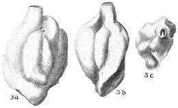 Image of Quinqueloculina bradyana Cushman 1917