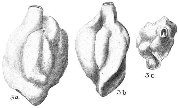 Image of Quinqueloculina bradyana Cushman 1917