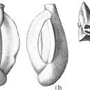 Plancia ëd Quinqueloculina candeiana d'Orbigny 1839