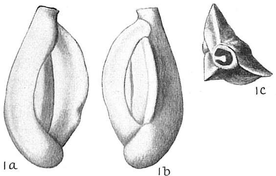 Plancia ëd Quinqueloculina candeiana d'Orbigny 1839