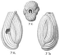 Image of Quinqueloculina costata d'Orbigny ex Terquem 1878