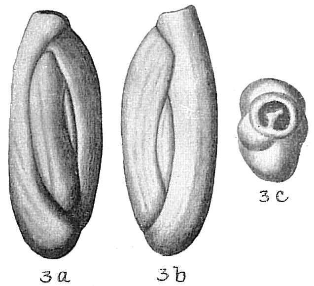 Image of Quinqueloculina laevigata Deshayes 1831