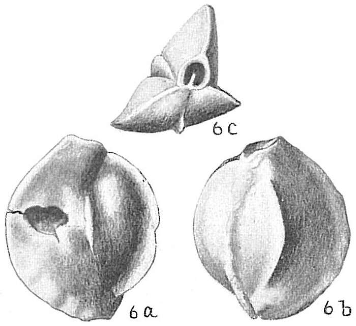 Image of Quinqueloculina lamarckiana d'Orbigny 1839