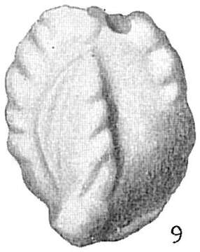Image de Quinqueloculina parkeri var. occidentalis Cushman 1921