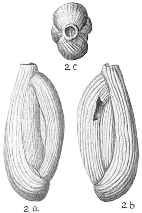 Imagem de Quinqueloculina poeyana d'Orbigny 1839