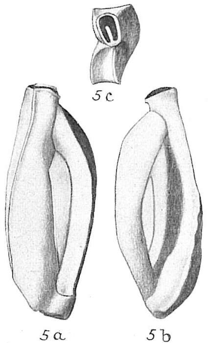 Image de Quinqueloculina polygona d'Orbigny 1839