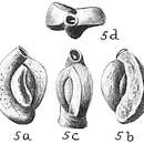 Image of Quinqueloculina sclerotica Karrer 1868