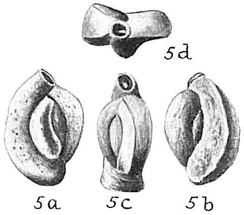 Image of Quinqueloculina sclerotica Karrer 1868