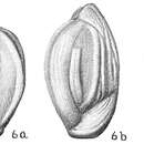 Image of Quinqueloculina seminuda Reuss 1866
