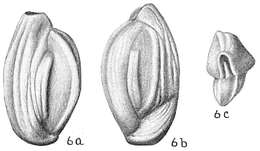 Image of Quinqueloculina seminuda Reuss 1866