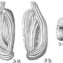 Image of Quinqueloculina subpoeyana Cushman 1922