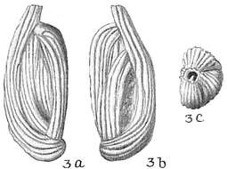 Image of Quinqueloculina subpoeyana Cushman 1922