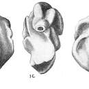 Image of Quinqueloculina tricarinata d'Orbigny 1839