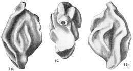 Image of Quinqueloculina tricarinata d'Orbigny 1839