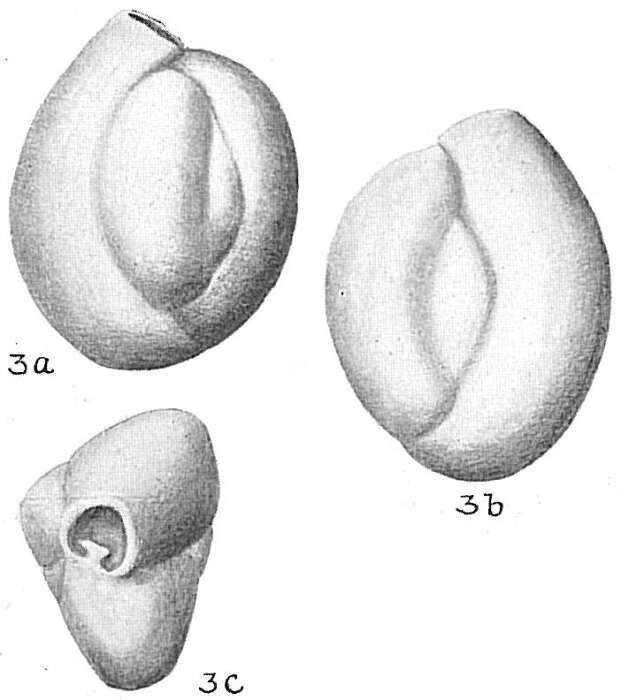 Imagem de Quinqueloculina vulgaris d'Orbigny 1826