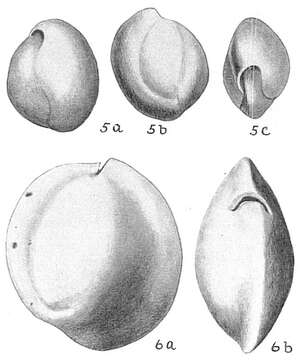 Imagem de Sigmoilina sigmoidea (Brady 1884)