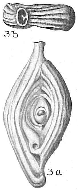 Image of Spiroloculinidae
