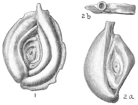 Image of Spiroloculina caduca Cushman 1922