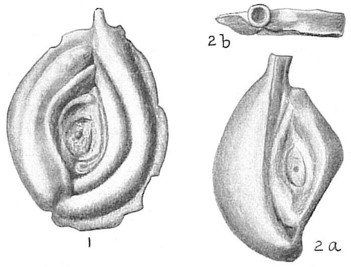 Image of Spiroloculina caduca Cushman 1922