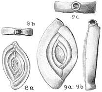 Image of Spiroloculina depressa d'Orbigny 1826