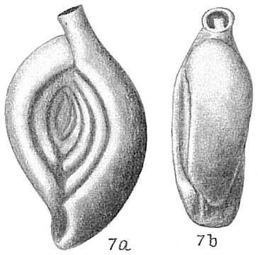 Image of Spiroloculina eximia Cushman 1922